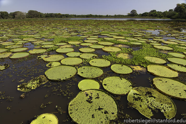 giant water lily